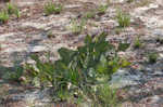 Pinewoods milkweed